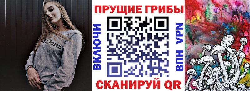 Купить где  Светлоград  Псилоцибиновые грибы мицелий 